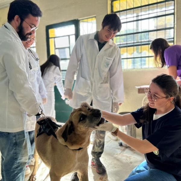 Urcamp e UBS Castro Alves realizam ação de saúde animal gratuita em Bagé