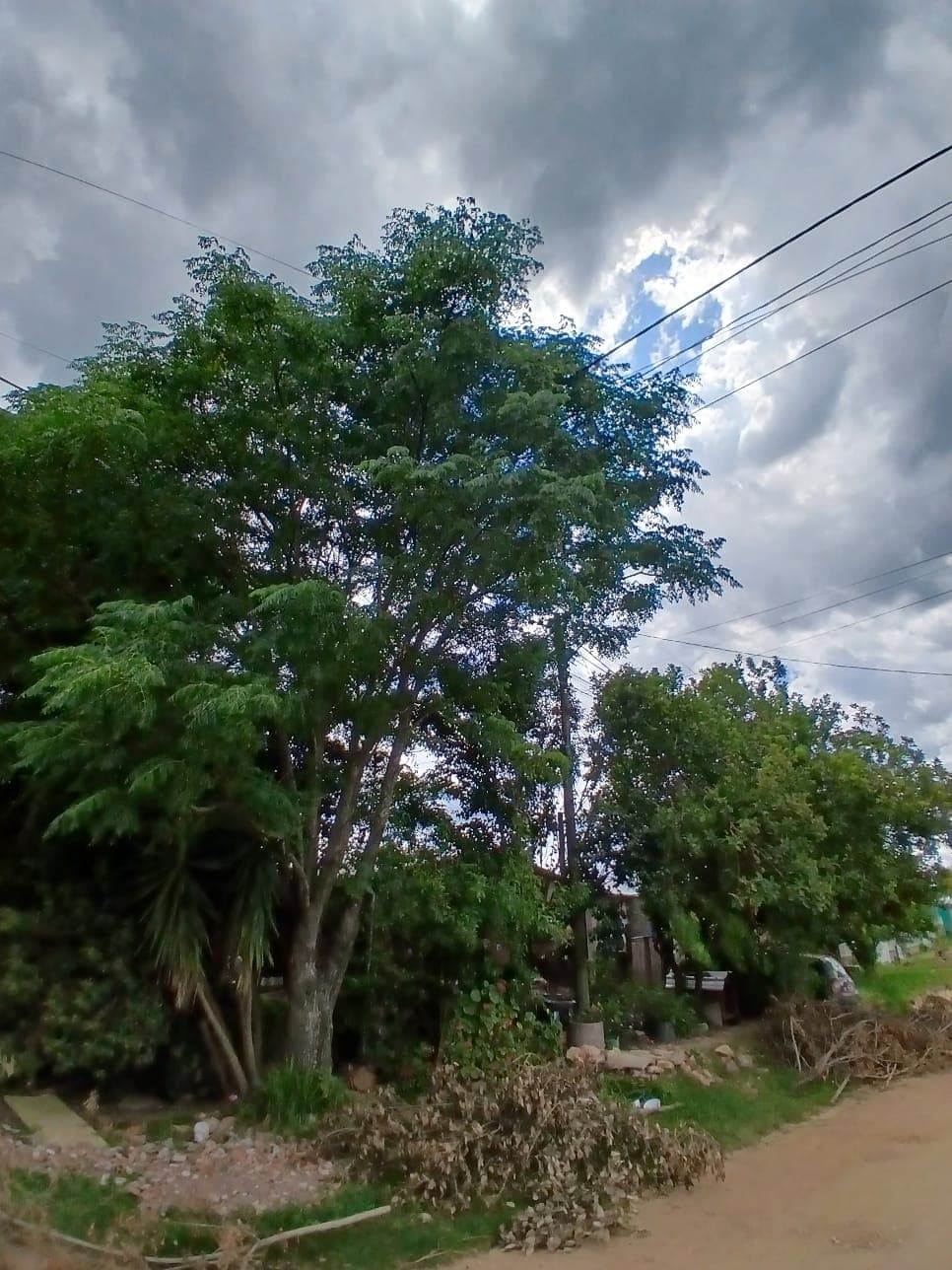 Semapa alerta sobre responsabilidade de podas próximas à rede elétrica em Bagé