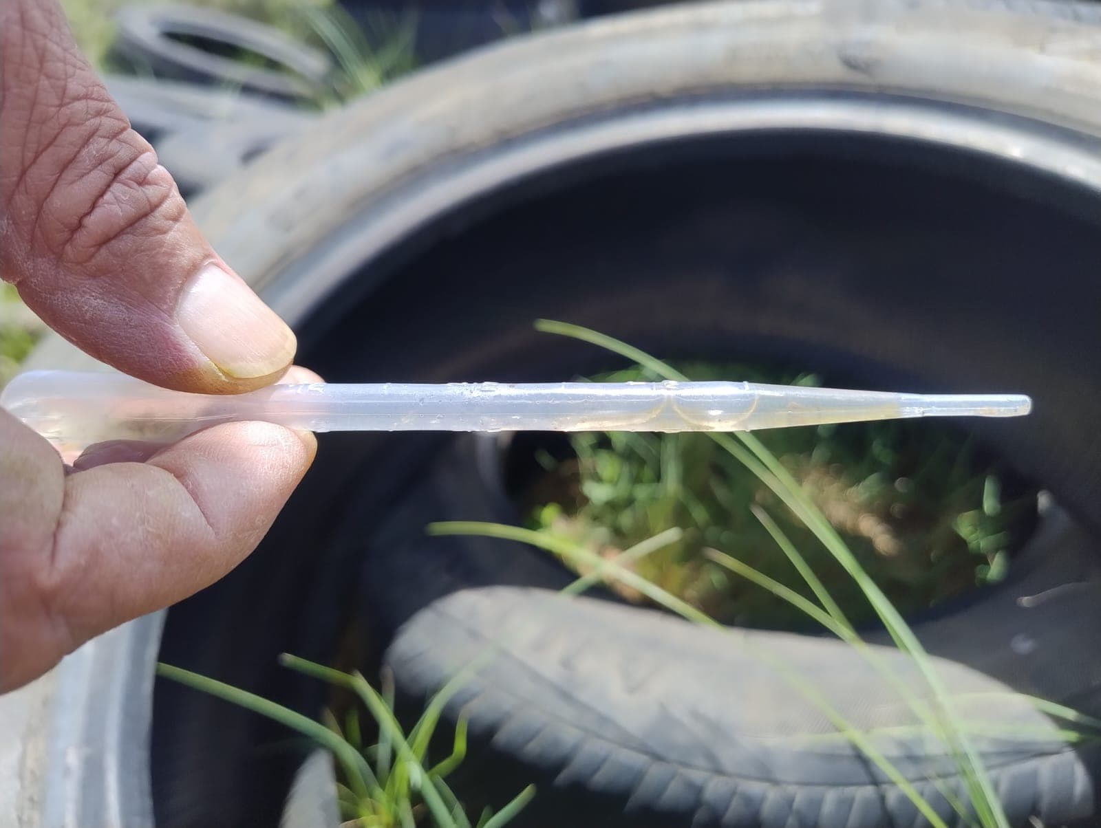 Vigilância em Saúde inicia instalação de 100 armadilhas contra o Aedes aegypti em Bagé